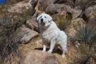 Great Pyrenees engoying the high desert Art Print